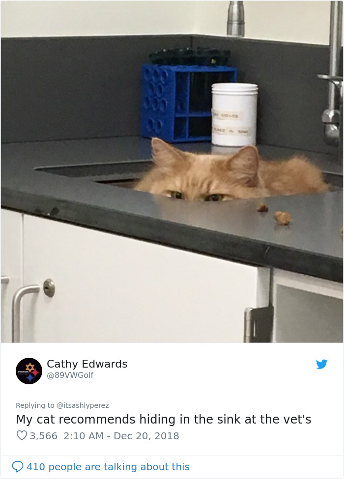 Someone Shares Pic Of Their Cat Hiding From The Vet, The Internet Responds With Their Own Hilarious Pics Someone Shares Pic Of Their Cat Hiding From The Vet, The Internet Responds With Their Own Hilarious Pics