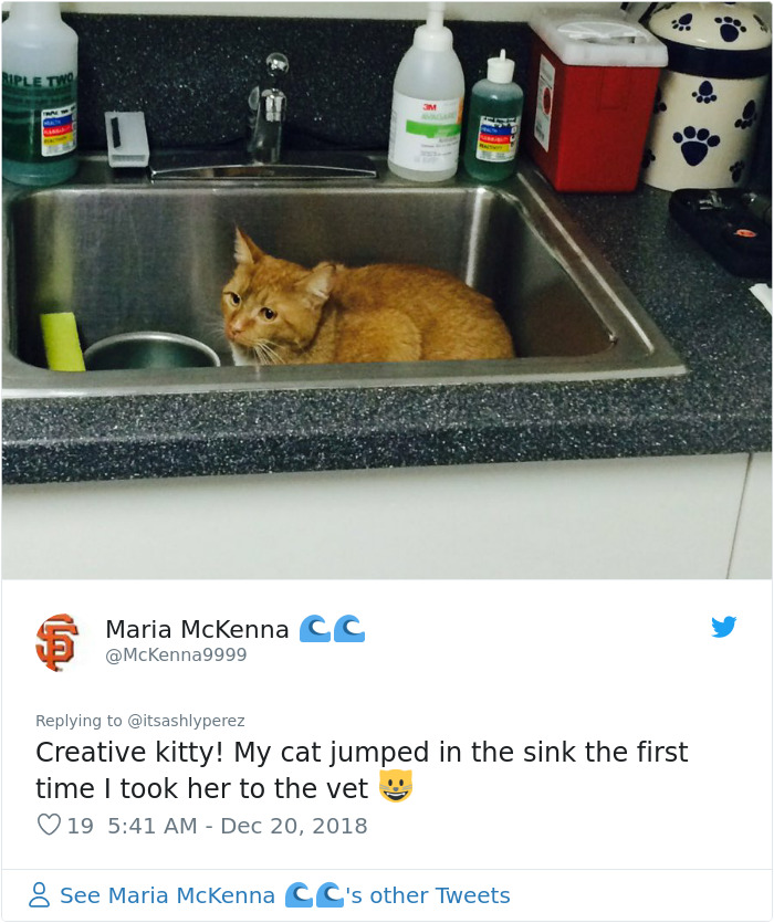 Someone Shares Pic Of Their Cat Hiding From The Vet, The Internet Responds With Their Own Hilarious Pics Someone Shares Pic Of Their Cat Hiding From The Vet, The Internet Responds With Their Own Hilarious Pics