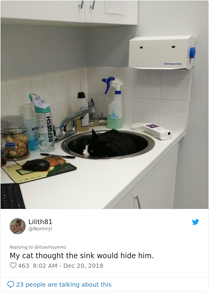 Someone Shares Pic Of Their Cat Hiding From The Vet, The Internet Responds With Their Own Hilarious Pics Someone Shares Pic Of Their Cat Hiding From The Vet, The Internet Responds With Their Own Hilarious Pics