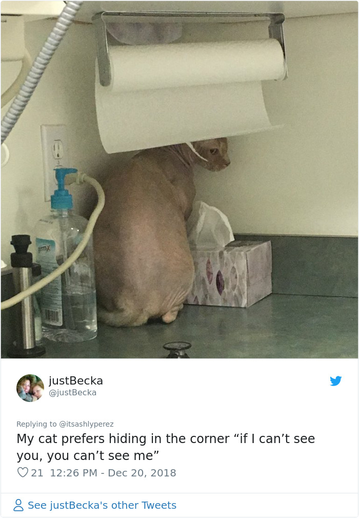Someone Shares Pic Of Their Cat Hiding From The Vet, The Internet Responds With Their Own Hilarious Pics Someone Shares Pic Of Their Cat Hiding From The Vet, The Internet Responds With Their Own Hilarious Pics