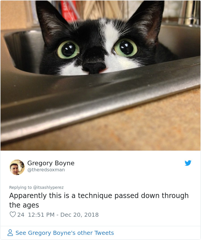 Someone Shares Pic Of Their Cat Hiding From The Vet, The Internet Responds With Their Own Hilarious Pics