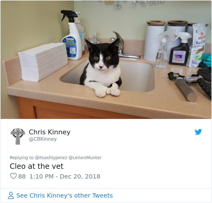 Someone Shares Pic Of Their Cat Hiding From The Vet, The Internet Responds With Their Own Hilarious Pics Someone Shares Pic Of Their Cat Hiding From The Vet, The Internet Responds With Their Own Hilarious Pics