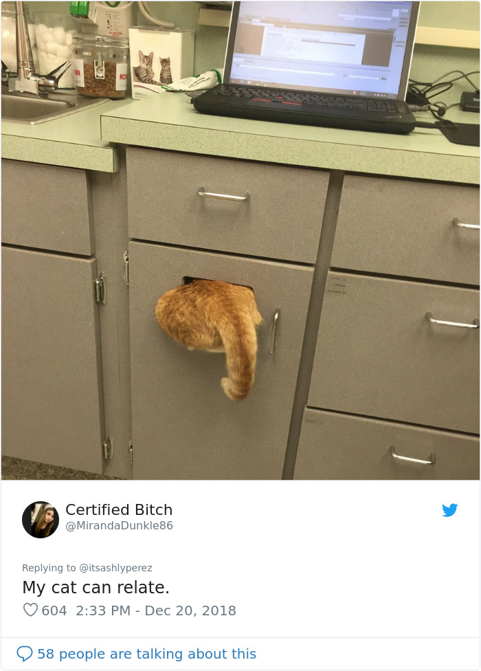 Someone Shares Pic Of Their Cat Hiding From The Vet, The Internet Responds With Their Own Hilarious Pics Someone Shares Pic Of Their Cat Hiding From The Vet, The Internet Responds With Their Own Hilarious Pics