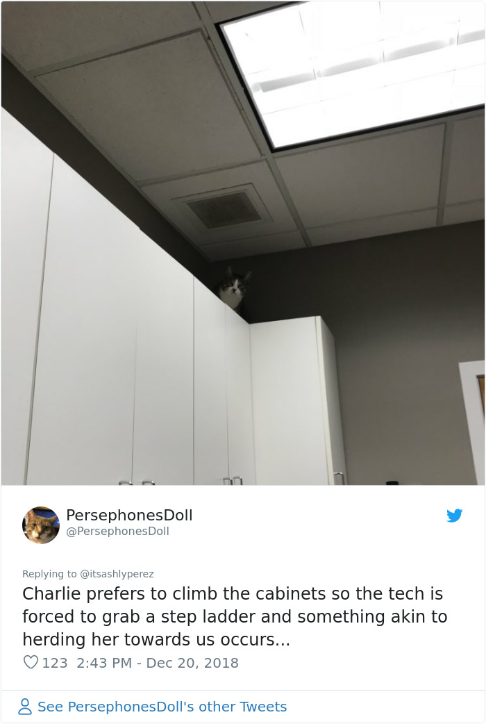 Someone Shares Pic Of Their Cat Hiding From The Vet, The Internet Responds With Their Own Hilarious Pics Someone Shares Pic Of Their Cat Hiding From The Vet, The Internet Responds With Their Own Hilarious Pics