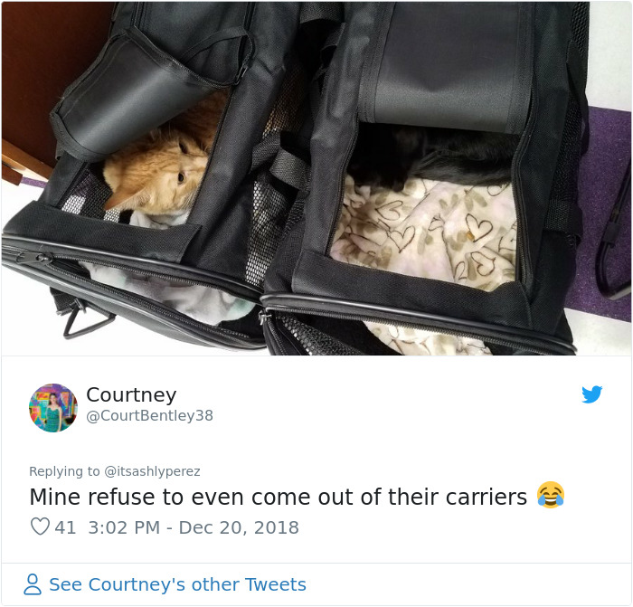 Someone Shares Pic Of Their Cat Hiding From The Vet, The Internet Responds With Their Own Hilarious Pics Someone Shares Pic Of Their Cat Hiding From The Vet, The Internet Responds With Their Own Hilarious Pics