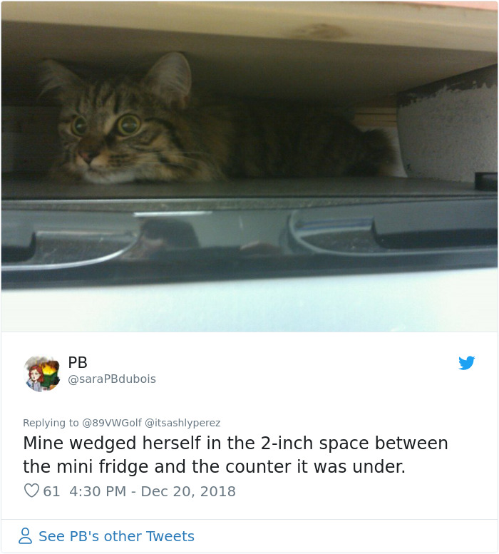 Someone Shares Pic Of Their Cat Hiding From The Vet, The Internet Responds With Their Own Hilarious Pics