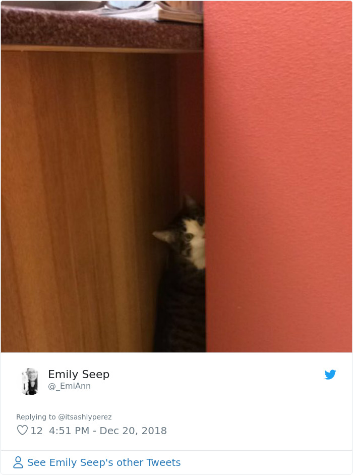 Someone Shares Pic Of Their Cat Hiding From The Vet, The Internet Responds With Their Own Hilarious Pics Someone Shares Pic Of Their Cat Hiding From The Vet, The Internet Responds With Their Own Hilarious Pics
