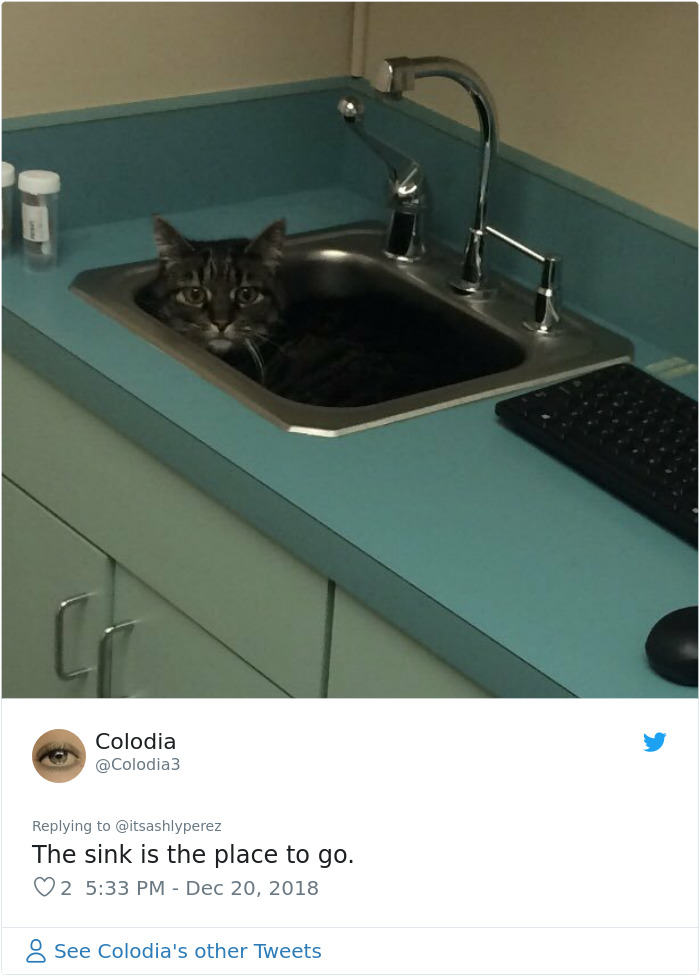 Someone Shares Pic Of Their Cat Hiding From The Vet, The Internet Responds With Their Own Hilarious Pics