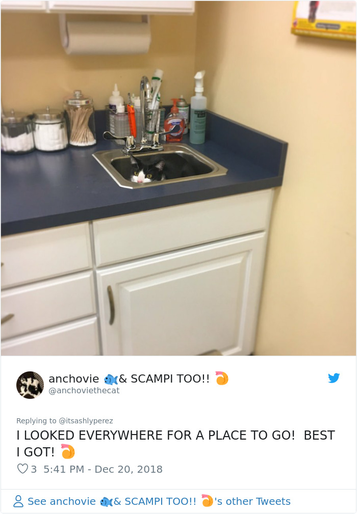 Someone Shares Pic Of Their Cat Hiding From The Vet, The Internet Responds With Their Own Hilarious Pics
