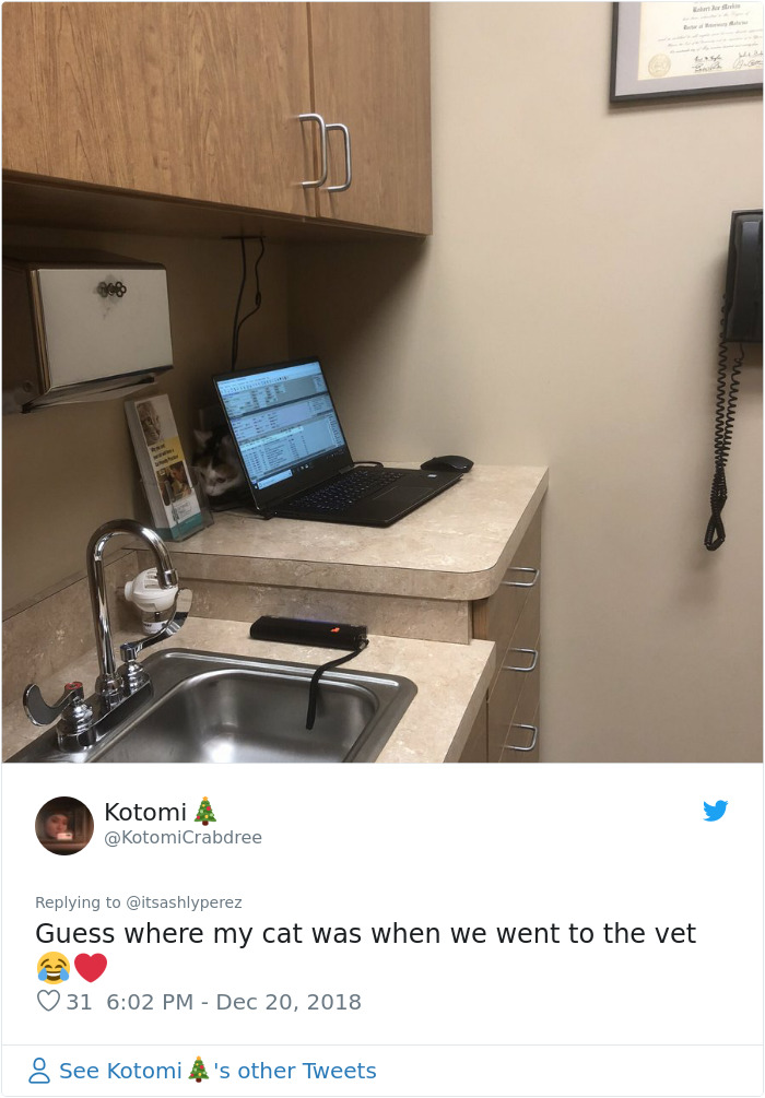 Someone Shares Pic Of Their Cat Hiding From The Vet, The Internet Responds With Their Own Hilarious Pics