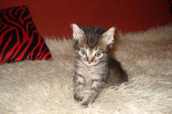 I Rescued A Newborn Kitten Trapped Under The Floor At My School And Now She Sees Every Human As A Blessing