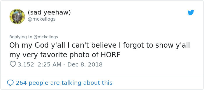 Meet Tango, The Stupidest Horse Ever Whose Stupidity Is Going Viral On Twitter