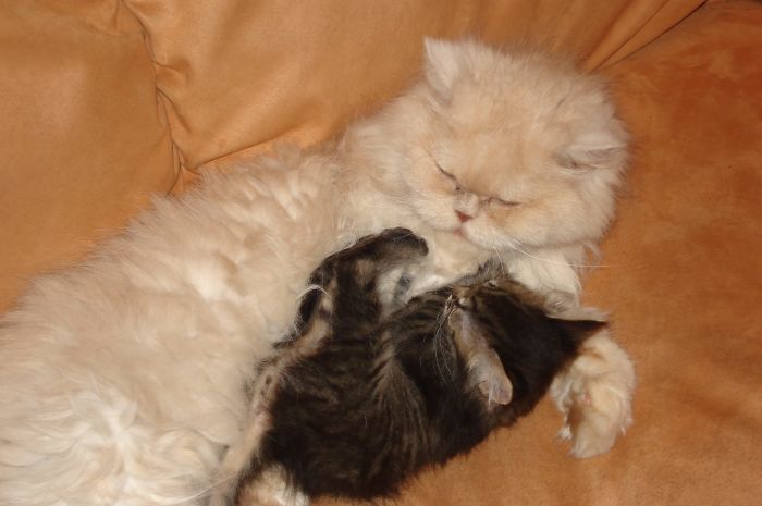 I Rescued A Newborn Kitten Trapped Under The Floor At My School And Now She Sees Every Human As A Blessing