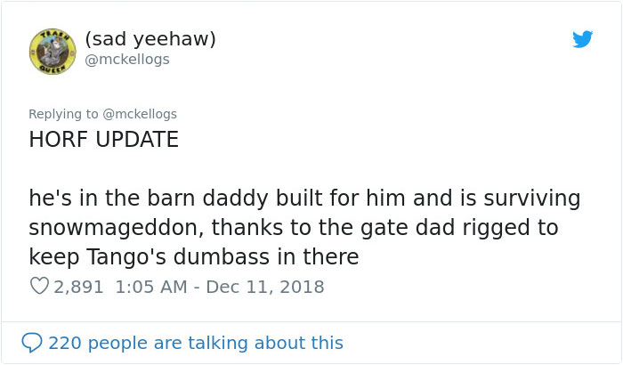 Meet Tango, The Stupidest Horse Ever Whose Stupidity Is Going Viral On Twitter