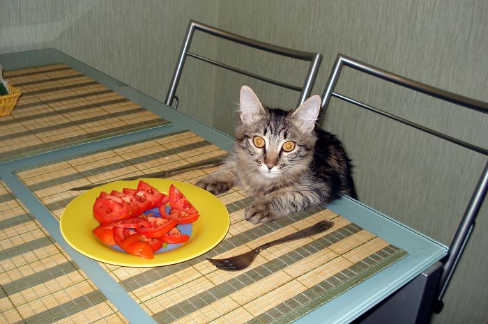 I Rescued A Newborn Kitten Trapped Under The Floor At My School And Now She Sees Every Human As A Blessing