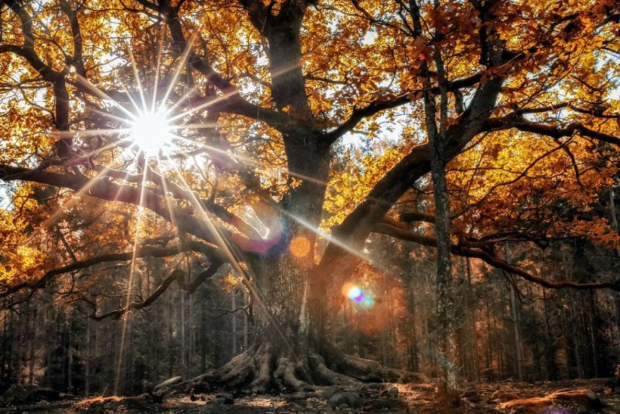 Finnish Photographer Proves Fairy Forests Are Real In Finland