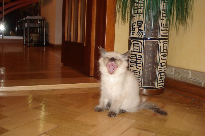 I Rescued A Newborn Kitten Trapped Under The Floor At My School And Now She Sees Every Human As A Blessing