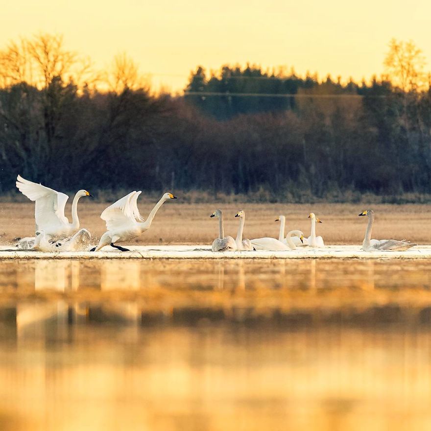 Finnish Photographer Proves Fairy Forests Are Real In Finland
