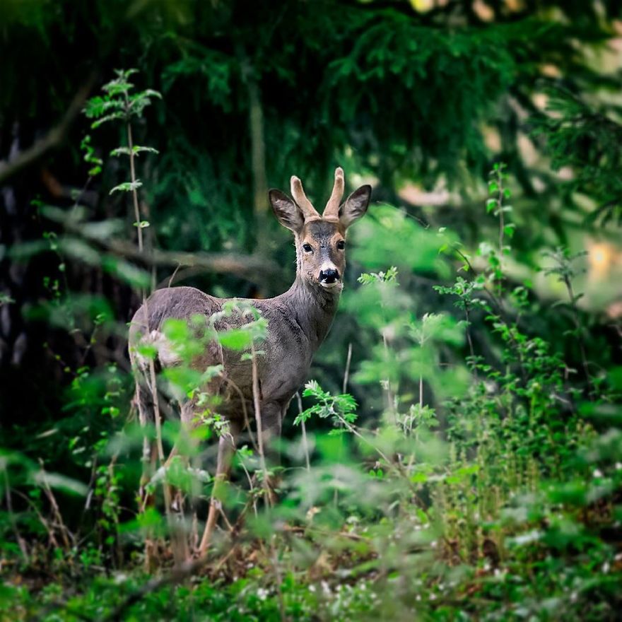 Finnish Photographer Proves Fairy Forests Are Real In Finland
