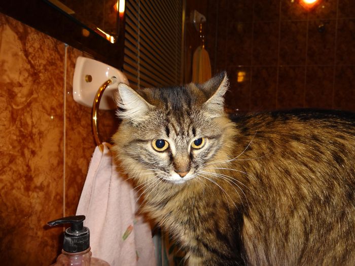 I Rescued A Newborn Kitten Trapped Under The Floor At My School And Now She Sees Every Human As A Blessing