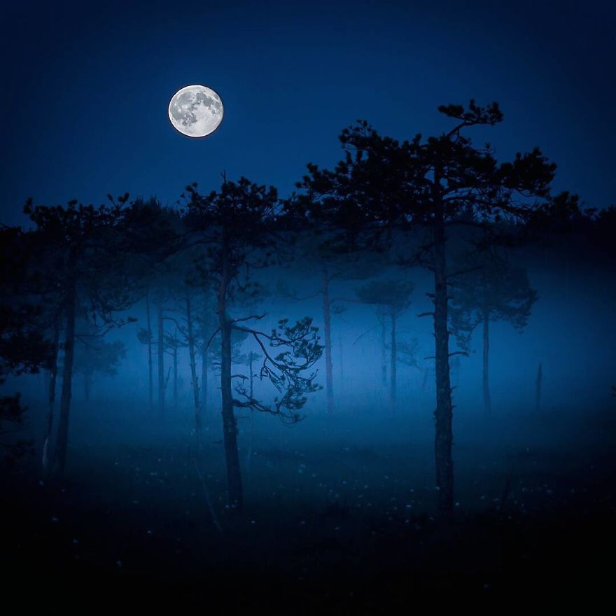 Finnish Photographer Proves Fairy Forests Are Real In Finland
