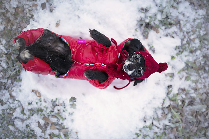 A Dogs Christmas Story A Dogs Christmas Story