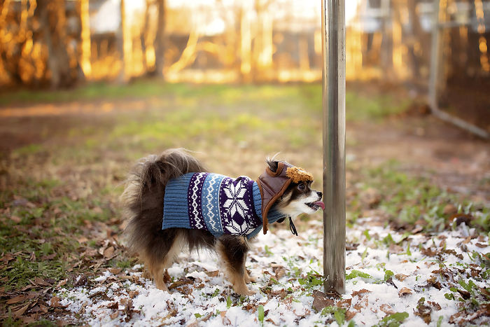 A Dogs Christmas Story