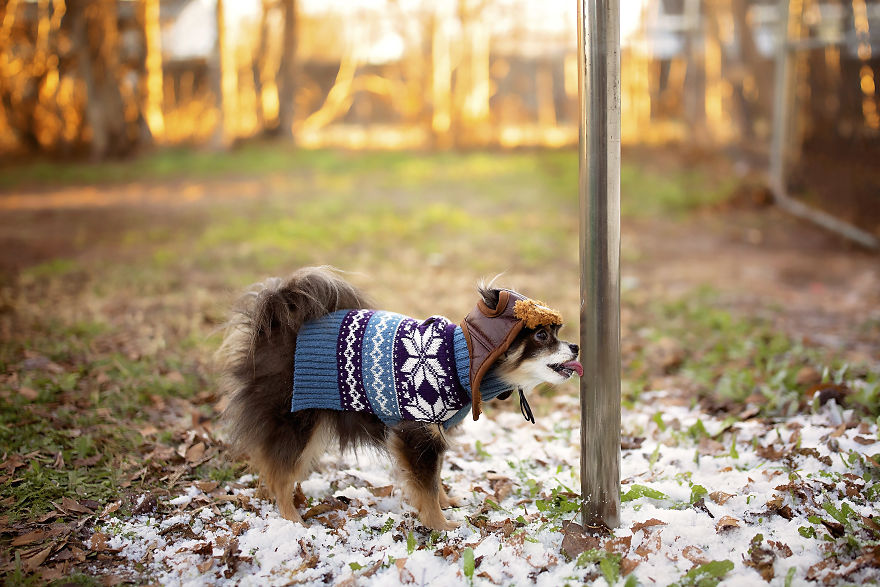 A Dogs Christmas Story A Dogs Christmas Story