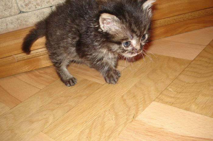 I Rescued A Newborn Kitten Trapped Under The Floor At My School And Now She Sees Every Human As A Blessing