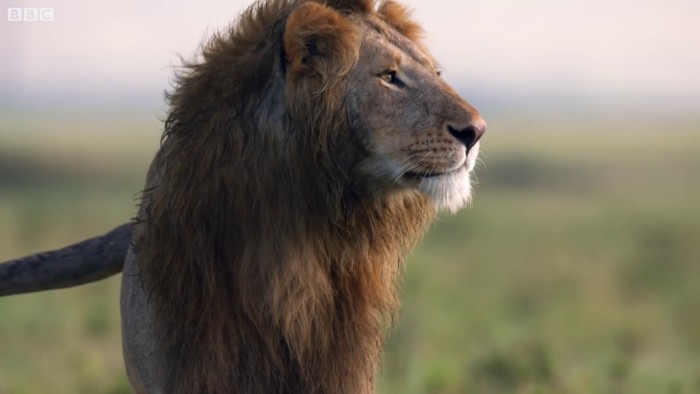 Lion Is Losing Fight Against 20 Hyenas, Bro Hears His Cries And Rushes To Save Him Lion Is Losing Fight Against 20 Hyenas, Bro Hears His Cries And Rushes To Save Him