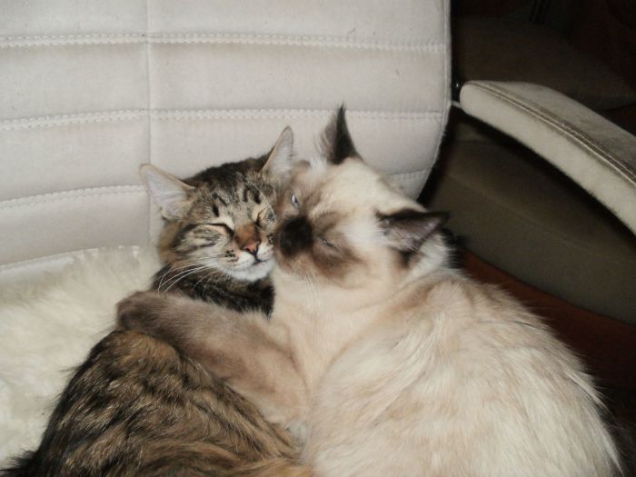 I Rescued A Newborn Kitten Trapped Under The Floor At My School And Now She Sees Every Human As A Blessing