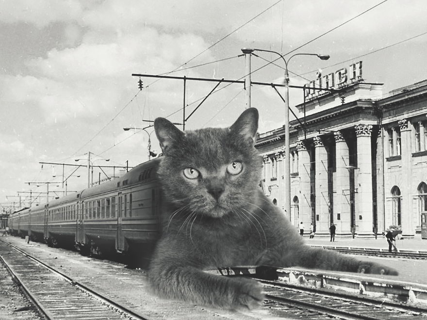 Huge Cats On The New Year's Eve In The Ussr