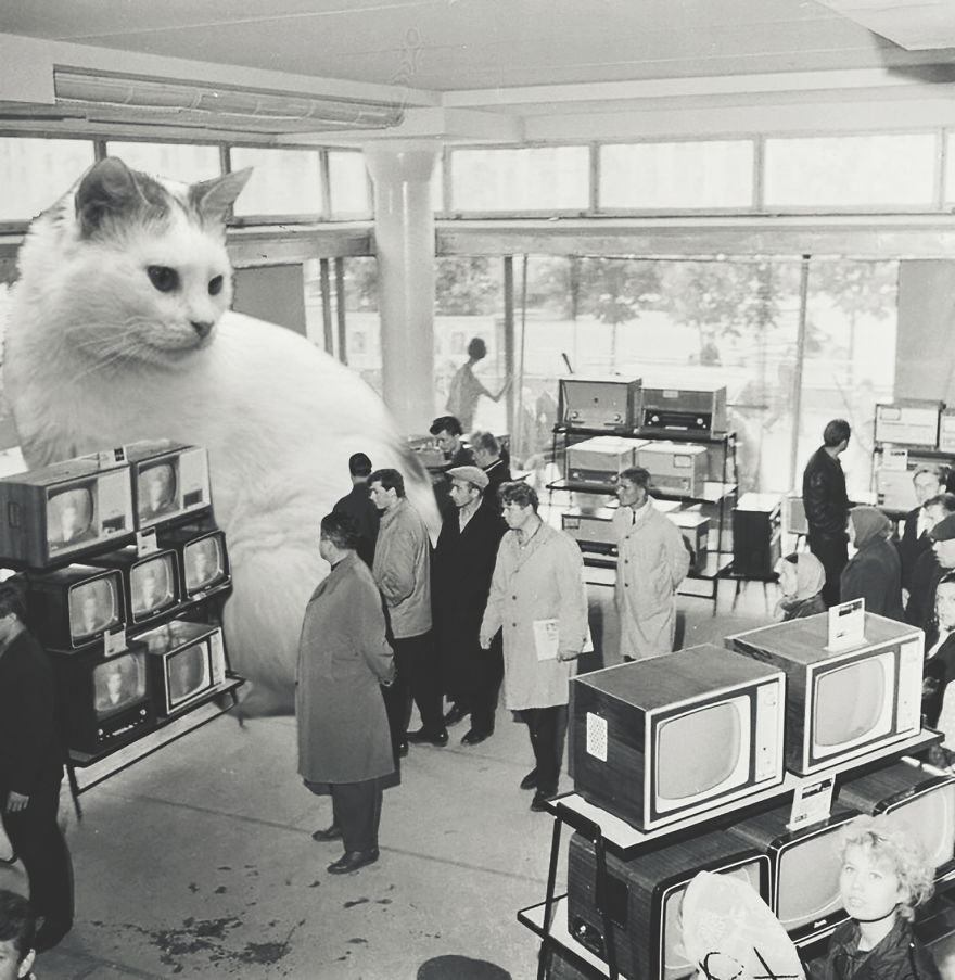 Huge Cats On The New Year's Eve In The Ussr