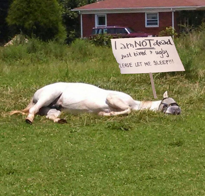 Meet Tango, The Stupidest Horse Ever Whose Stupidity Is Going Viral On Twitter