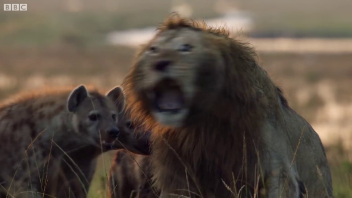 Lion Is Losing Fight Against 20 Hyenas, Bro Hears His Cries And Rushes To Save Him Lion Is Losing Fight Against 20 Hyenas, Bro Hears His Cries And Rushes To Save Him