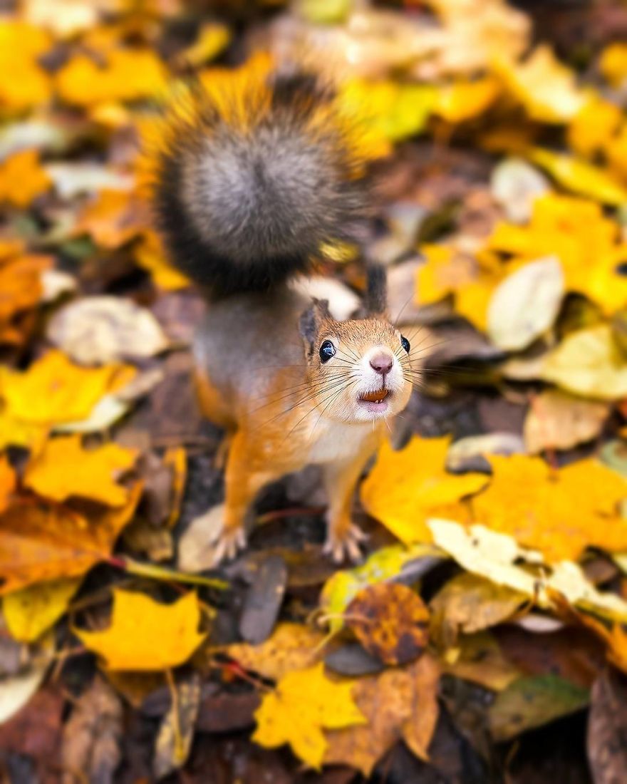 Finnish Photographer Proves Fairy Forests Are Real In Finland