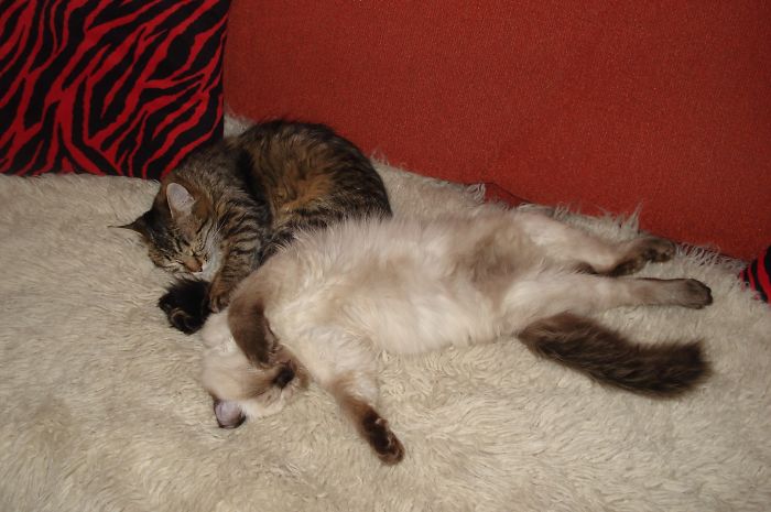 I Rescued A Newborn Kitten Trapped Under The Floor At My School And Now She Sees Every Human As A Blessing