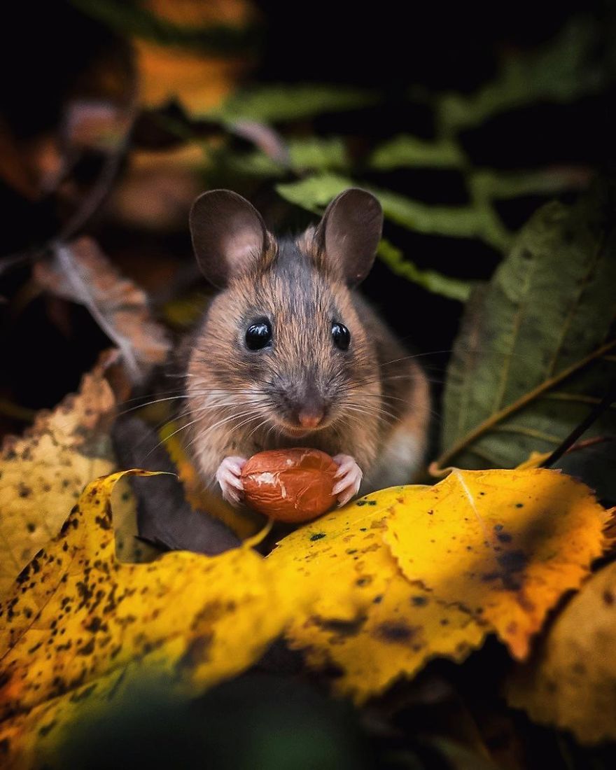 Finnish Photographer Proves Fairy Forests Are Real In Finland