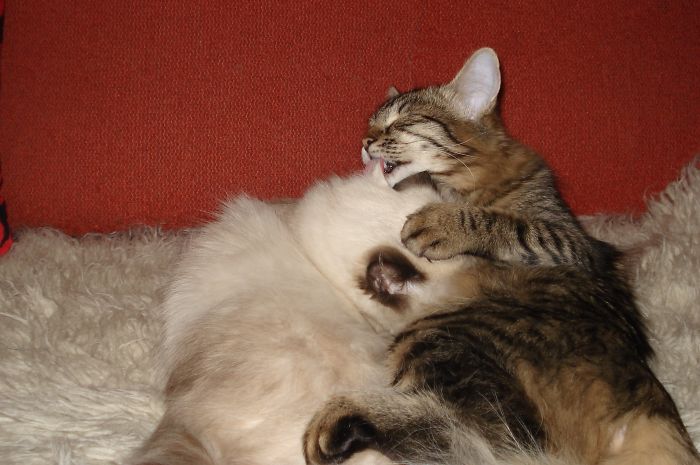 I Rescued A Newborn Kitten Trapped Under The Floor At My School And Now She Sees Every Human As A Blessing