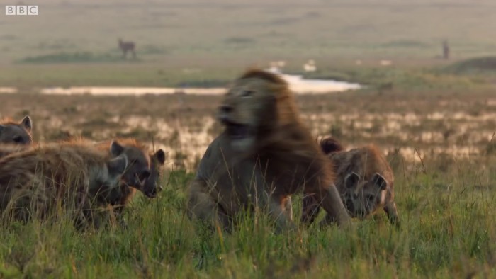 Lion Is Losing Fight Against 20 Hyenas, Bro Hears His Cries And Rushes To Save Him