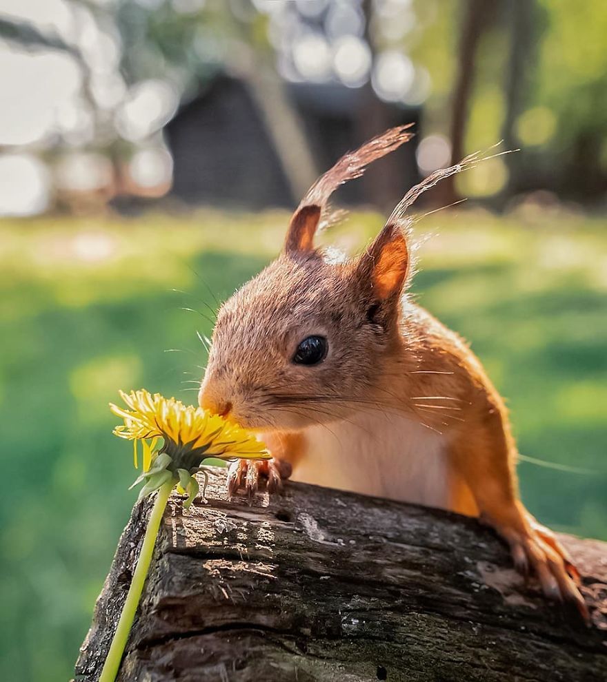 Finnish Photographer Proves Fairy Forests Are Real In Finland