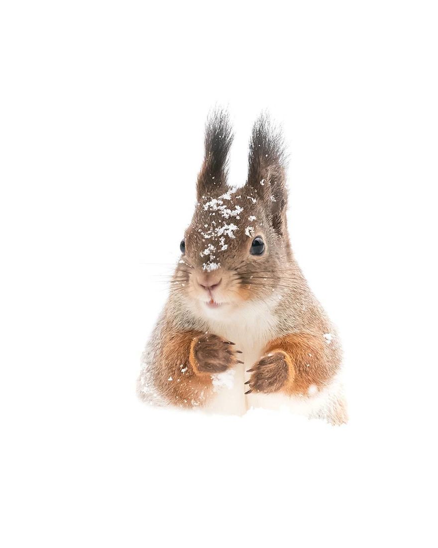 Finnish Photographer Proves Fairy Forests Are Real In Finland