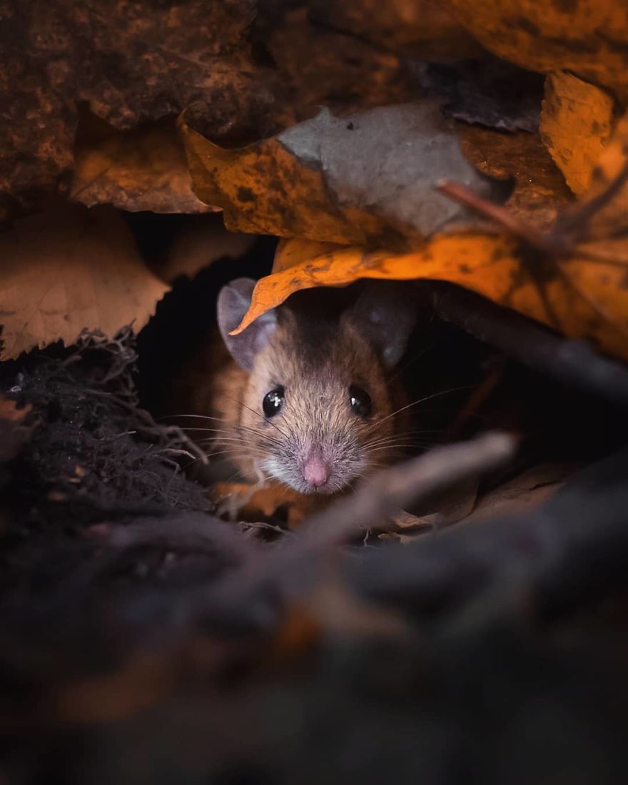 Finnish Photographer Proves Fairy Forests Are Real In Finland