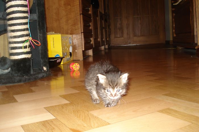 I Rescued A Newborn Kitten Trapped Under The Floor At My School And Now She Sees Every Human As A Blessing