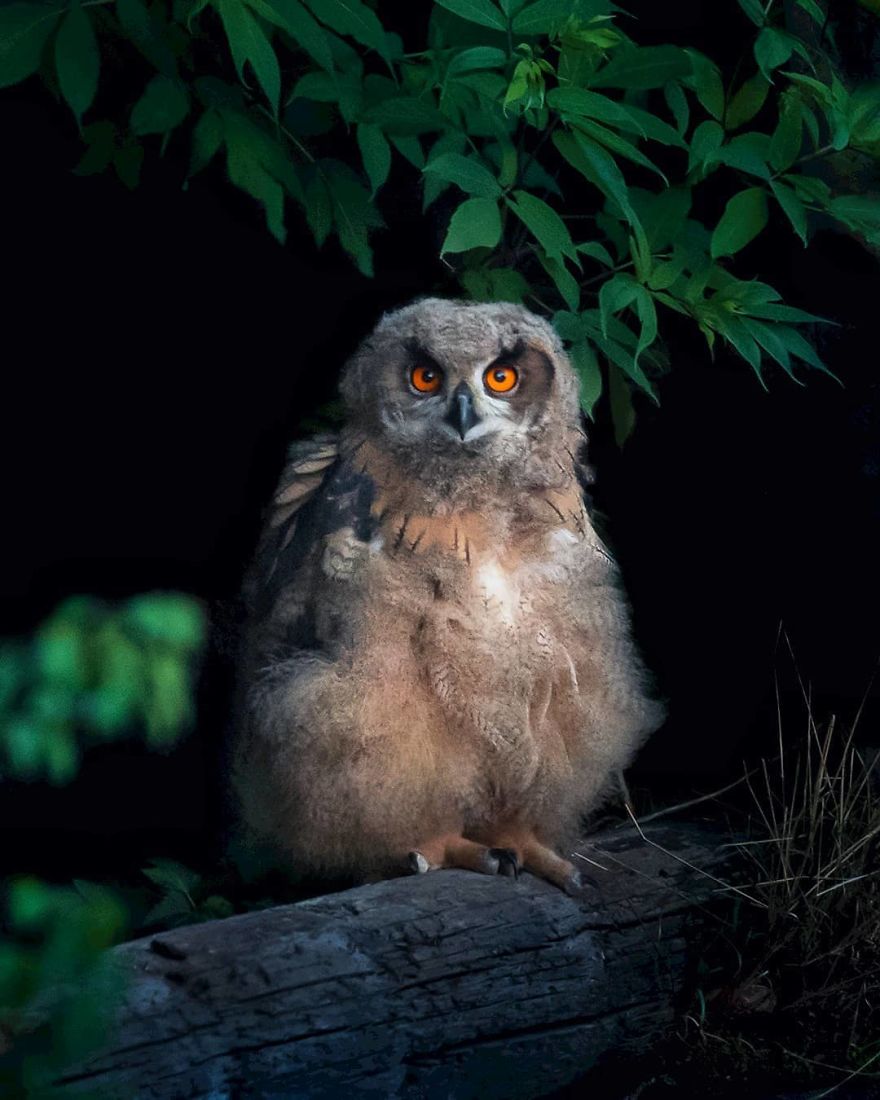 Finnish Photographer Proves Fairy Forests Are Real In Finland