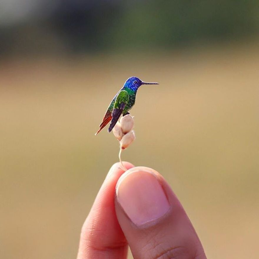 Golden-Tailed Sapphire Hummingbird