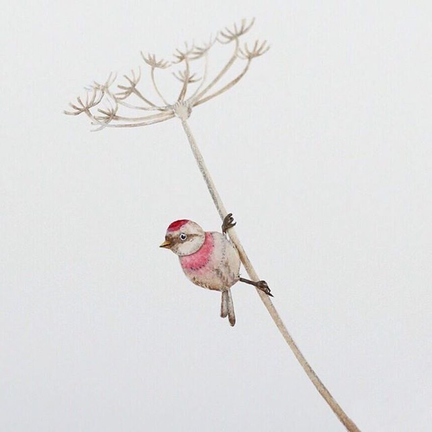 Lesser Redpoll