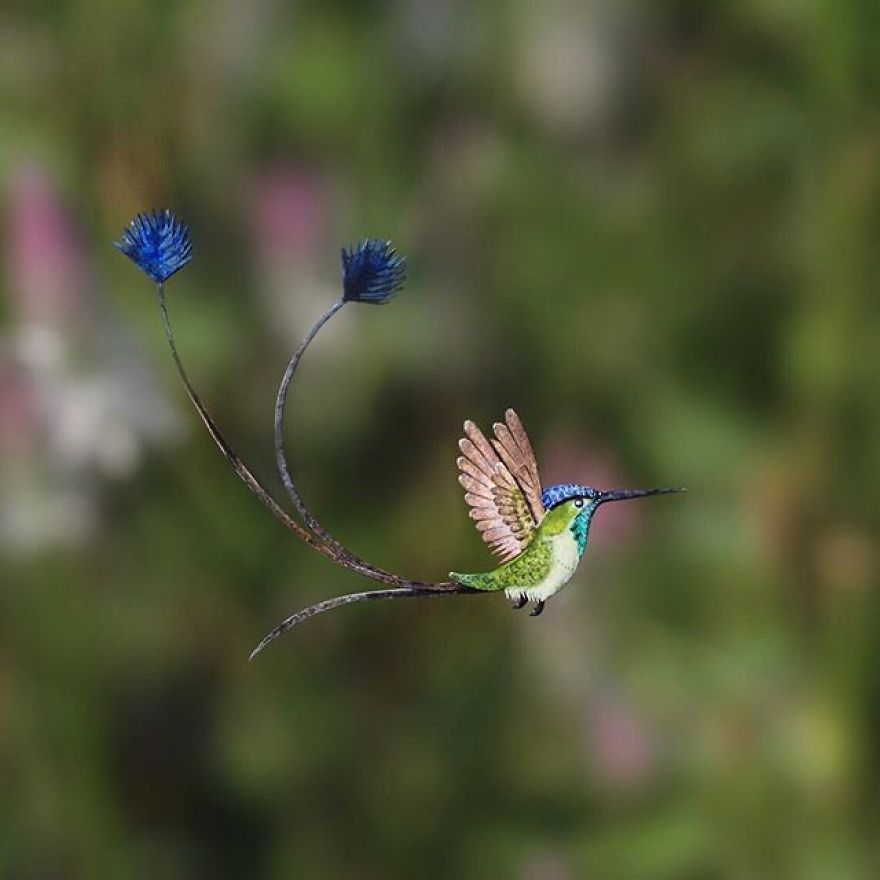Marvelous Spatuletail Hummingbird