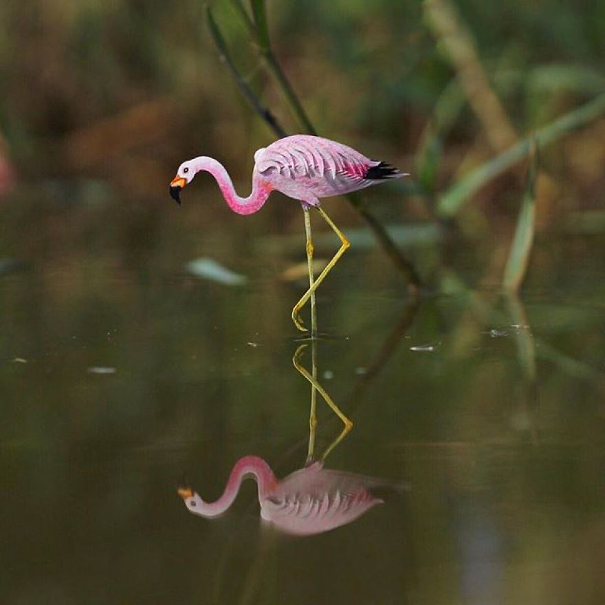 Andean Flamingo