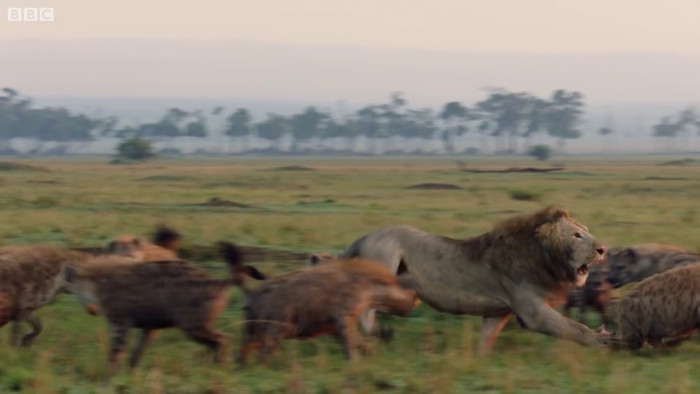 Lion Is Losing Fight Against 20 Hyenas, Bro Hears His Cries And Rushes To Save Him Lion Is Losing Fight Against 20 Hyenas, Bro Hears His Cries And Rushes To Save Him